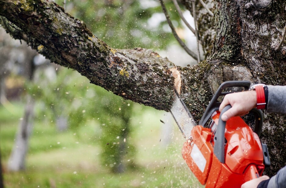 Tree Removal Toowoomba Pic 1