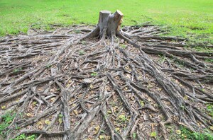 Tree Removal Toowoomba Pic 2