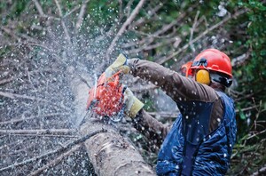 Tree Removal Toowoomba Pic 5