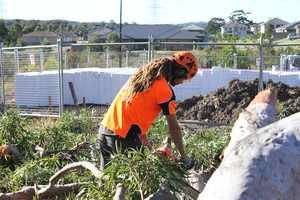 Cutting Edge Tree Maintenance Pic 5 - Corymbia maculata removal Cameron park