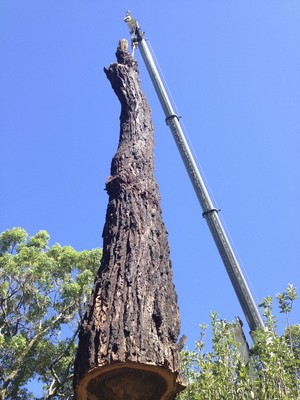 Cutting Edge Tree Maintenance Pic 3 - Eucalyptus sideroxylon removal Lakelands