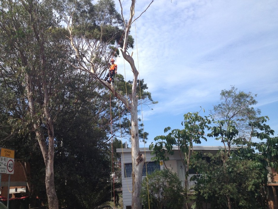 Cutting Edge Tree Maintenance Pic 1 - Eucalyptus sp removal The Hill