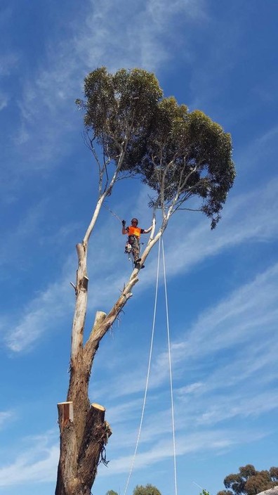 Tiny's Tree Services Pic 1 - Large Gum removal in Wallan