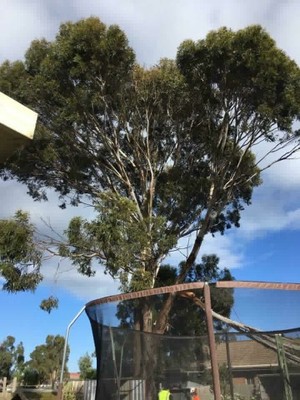 Tiny's Tree Services Pic 2 - Large Gum removal Wallan before