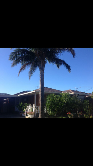 Tiny's Tree Services Pic 3 - Palm removal