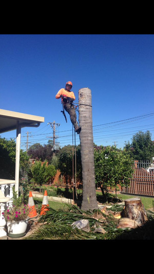 Tiny's Tree Services Pic 4 - Palm removal