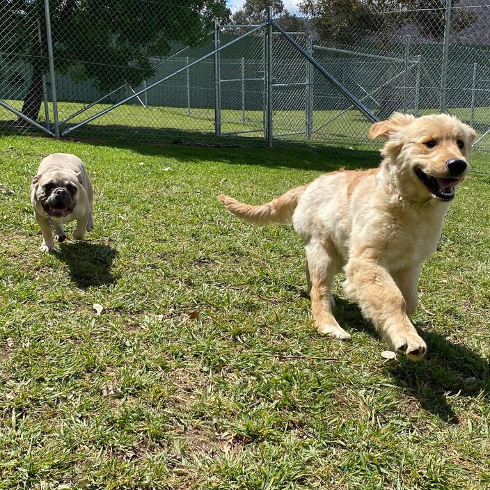 Kip Canberra Cat & Dog Boarding Pic 1