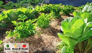 Leaf, Root & Fruit Gardening Services Pic 4 - A large veggie patch weve been involved with full of lettuce and celery