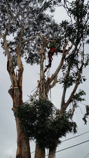 Dutch Tree Care Pic 5