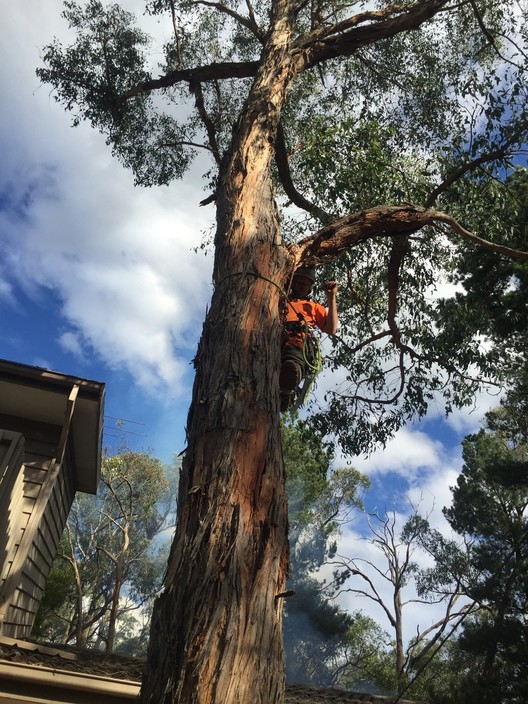 Dutch Tree Care Pic 1