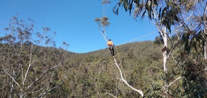 Asset Tree Care Pic 2