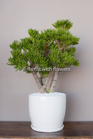 Florist With Flowers Pic 2 - Look at this amazing Jade plant potted in a lovely white ceramic pot also known as a money tree