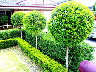 Outdoor Maintenance Services Pic 1 - Hedging and Mowing