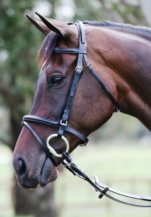 Europa Saddlery Warehouse Direct In Forrestdale, Perth, Wa, Horses 