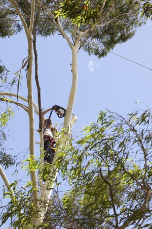 Trim Up Tree Service Pic 5