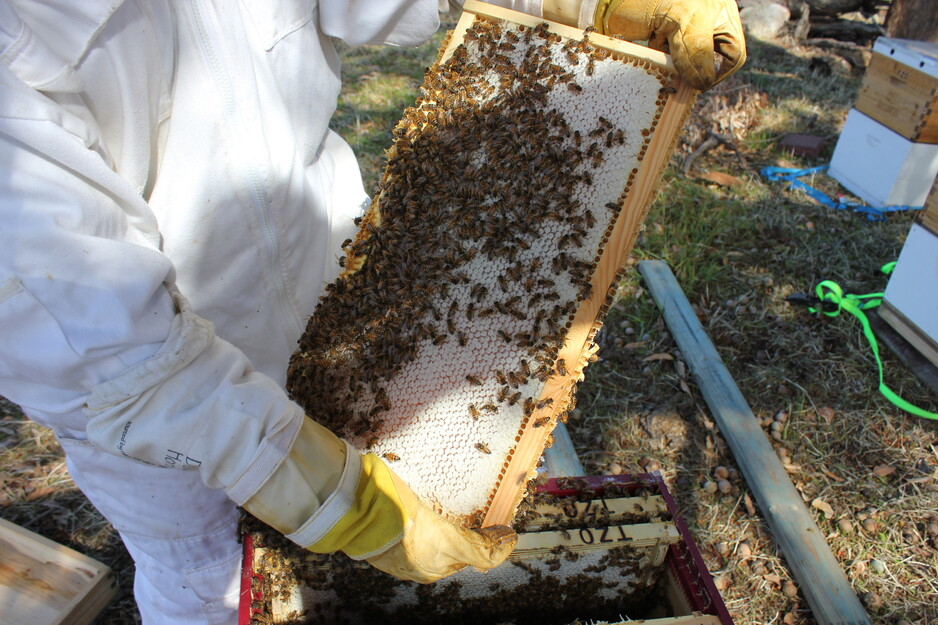 Wedderburn Honey Pic 1 - Honey straight from the hive to you