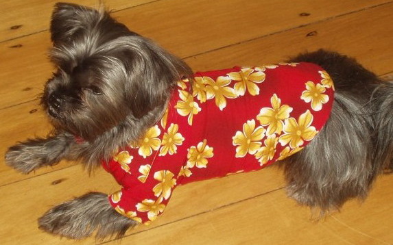 At Perritos Pic 1 - Mani wearing his hawaiian shirt