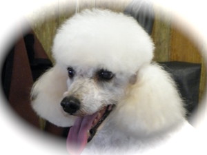 At Perritos Pic 3 - Pia a gorgeous miniature poodle