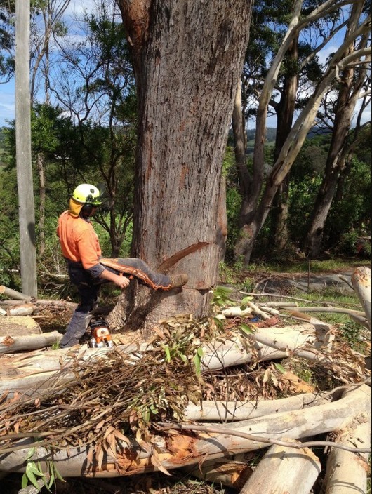 Killick Tree Management Pic 1