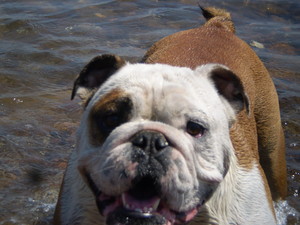 No More Lonely Paws Pic 3 - Barry the Bulldog comes and stays with us for Dog Minding and Holiday Care and love his Dog Walks