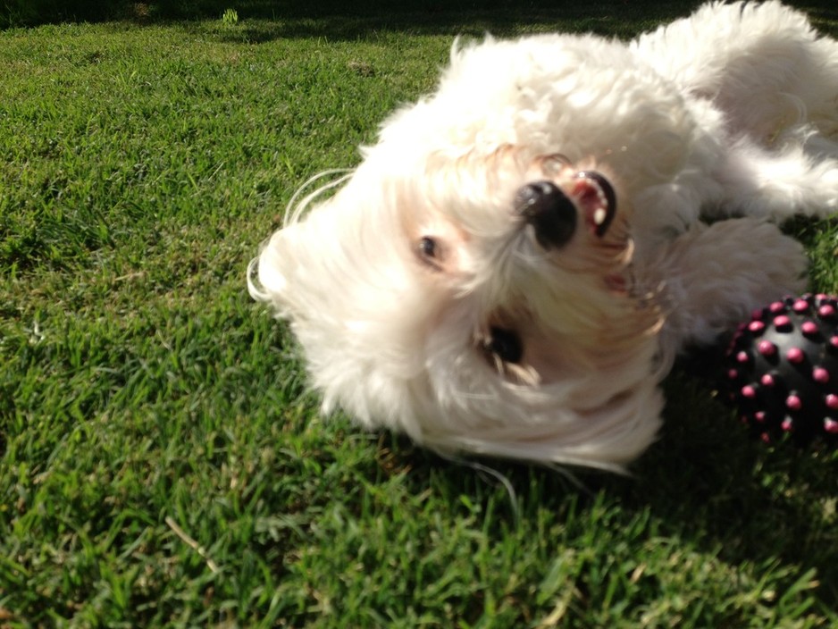 No More Lonely Paws Pic 1 - Doggy Day Care fun in Brighton