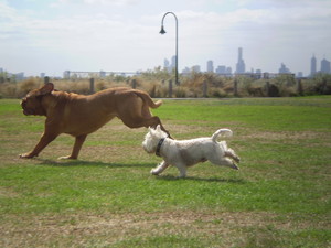 No More Lonely Paws Pic 4 - Monty Achilles love our Doggy Day Care in Brighton Melbourne