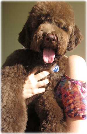 Willow and Moo Grooming and Pet Products Pic 5 - Lagotto Romagnolo in breed trim