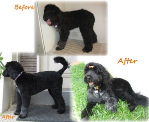 Willow and Moo Grooming and Pet Products Pic 3 - Portuguese Water Dog Pet Trim