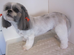 Willow and Moo Grooming and Pet Products Pic 4 - Shih Tzu x Maltese