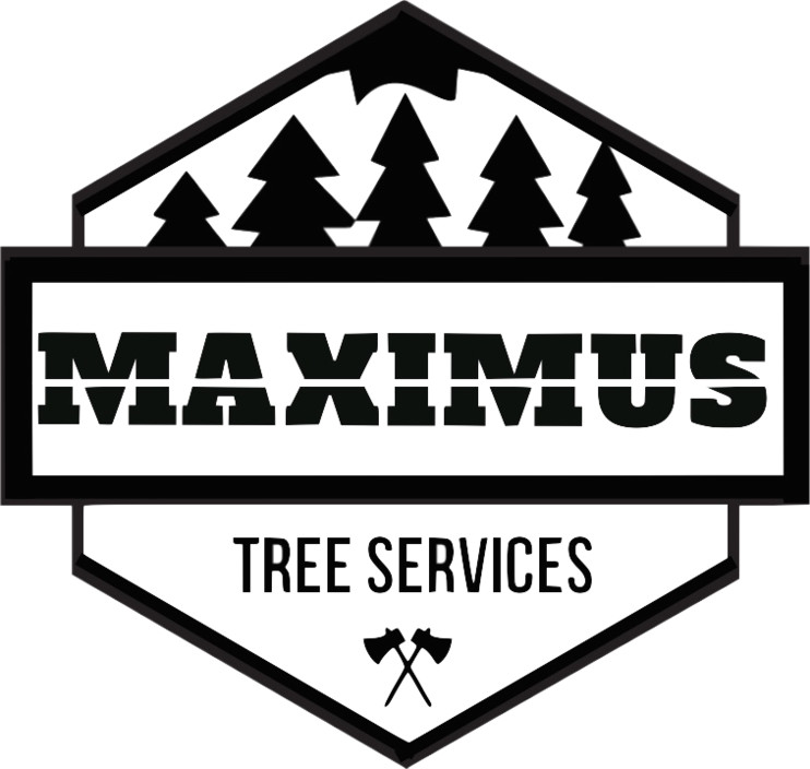 Maximus Tree & Stump Removal Pic 1