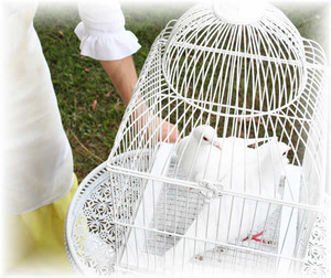 White Wings Dove Service Pic 3 - White Wings Dove Service