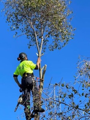 TreeX Tree Service Pic 3