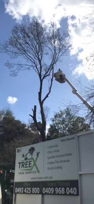 TreeX Tree Service Pic 4