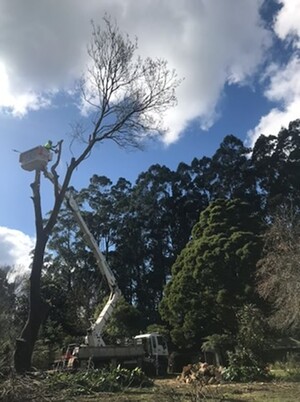 TreeX Tree Service Pic 5