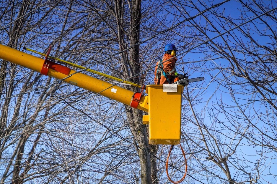 National Tree Management Pic 1