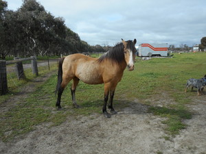 Beryl's Riding School Pic 2 - Hi my name is Theo Im fun to ride