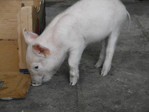 Beryl's Riding School Pic 3 - Im Onk the pet pig came and visit me before you go horse riding