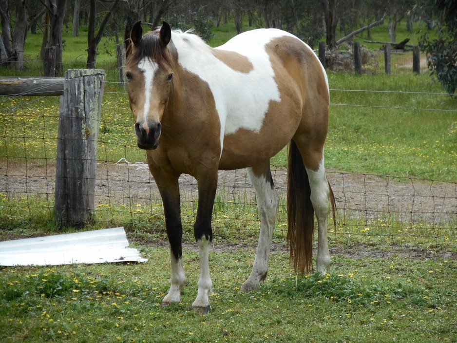 Beryl's Riding School Pic 1 - My Name is Willow Im waiting for you to come and ride with me and my friends