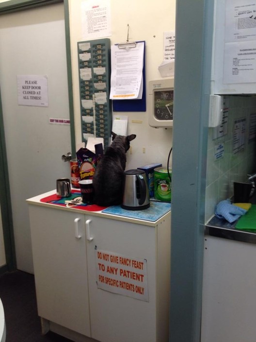 Waterworks Road Veterinary Surgery Pic 2 - One of the resident cats at the clinic