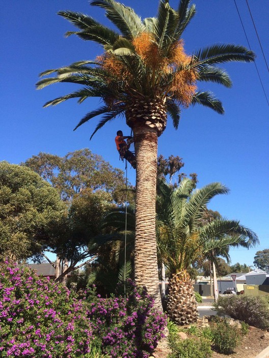 All State Tree Works Pic 1 - Big clean on this beauty palm tree