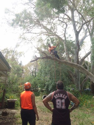 All State Tree Works Pic 3 - Safely removing branches using ropessafety ropes away from this beautiful customers home