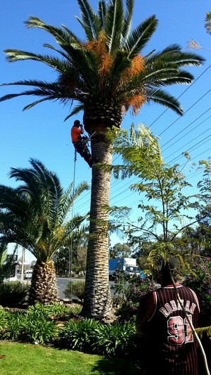 All State Tree Works Pic 4 - Big clean on a Palm Tree right near power lines