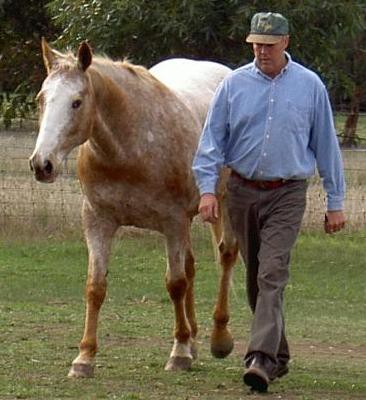 About Australia Horsemanship Pic 1 - turn your horse into a polite cooperative partner