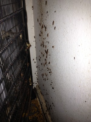 Stonedead Pest Management Pic 4