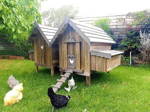 My Cosy Coop Pic 3 - Chicken Coops Australia