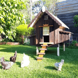 My Cosy Coop Pic 4 - Chicken Coops for Sale