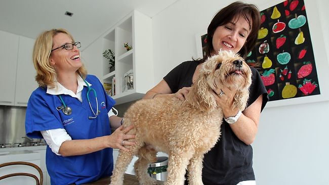 Mobile Vet - The Roaming Vet Pic 1 - With a client and Henry in the SunHerald