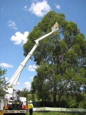 Can-Do Tree Services Pic 5 - certified arborist brisbane