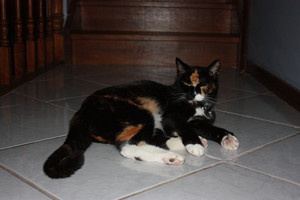 Creatures of Habit Professional Petcare Services Pic 4 - nala a clients a cat