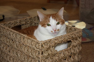 Creatures of Habit Professional Petcare Services Pic 2 - simba my own cat